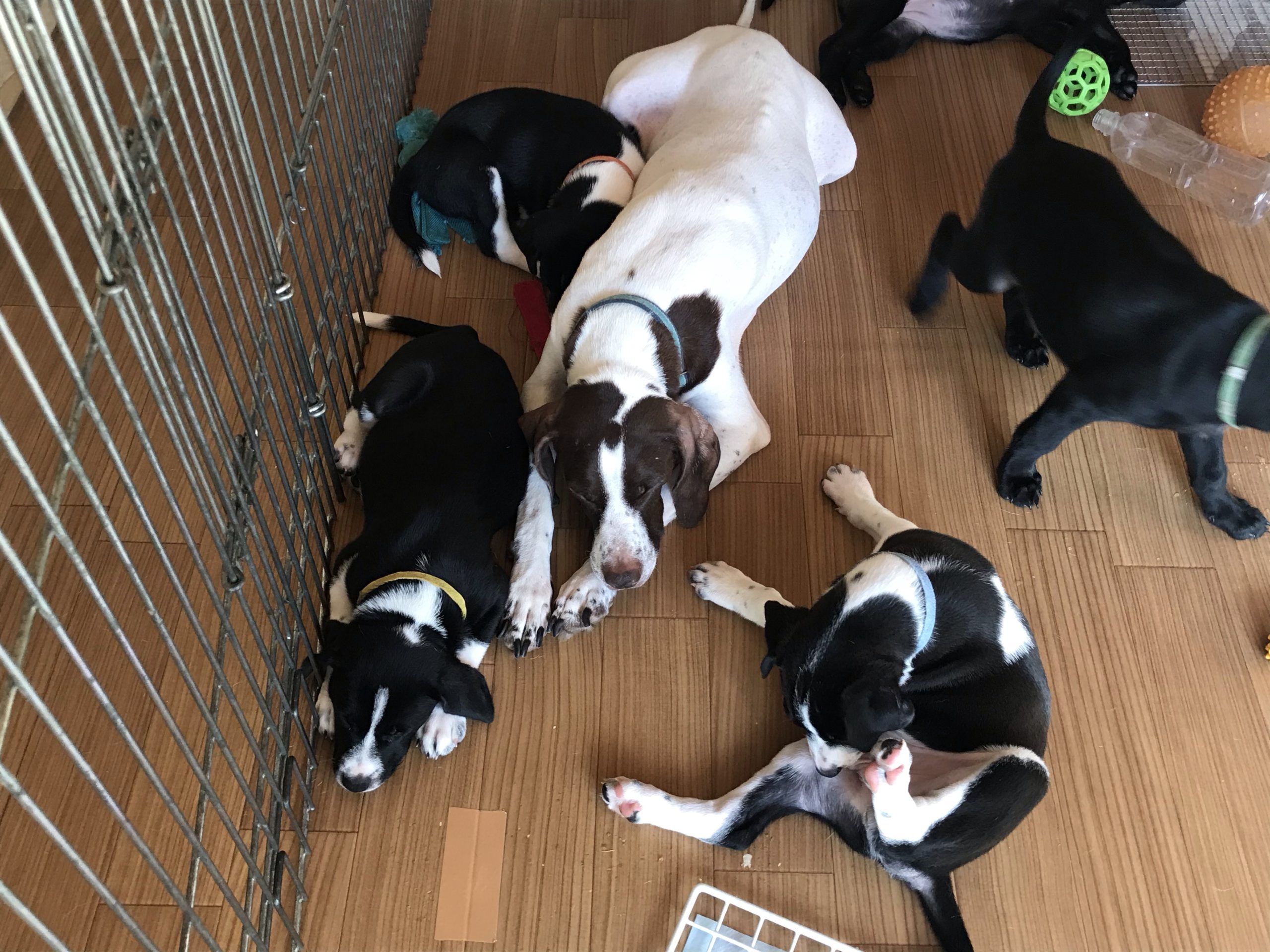 大型犬の仔犬はパワフルだ と思う日々 奏音と仔犬たち58日目 チャコまま 茨城 犬の里親探し 保護犬活動の個人ボランティア