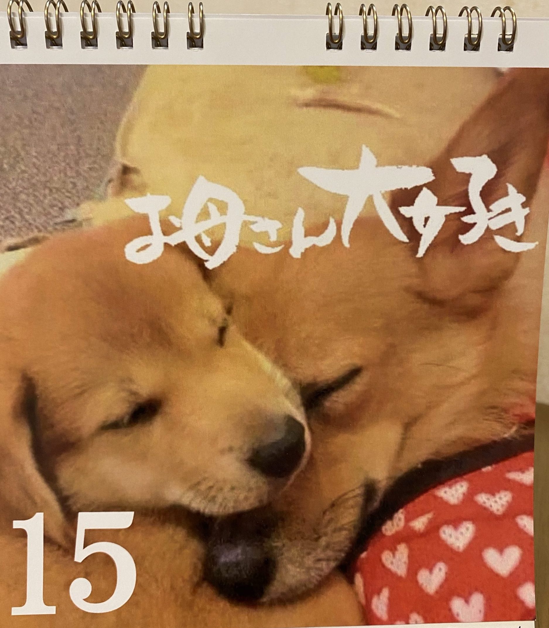 募集終了 保護犬たちの日めくりカレンダー を作成いたします チャコまま 茨城 犬の里親探し 保護犬活動の個人ボランティア