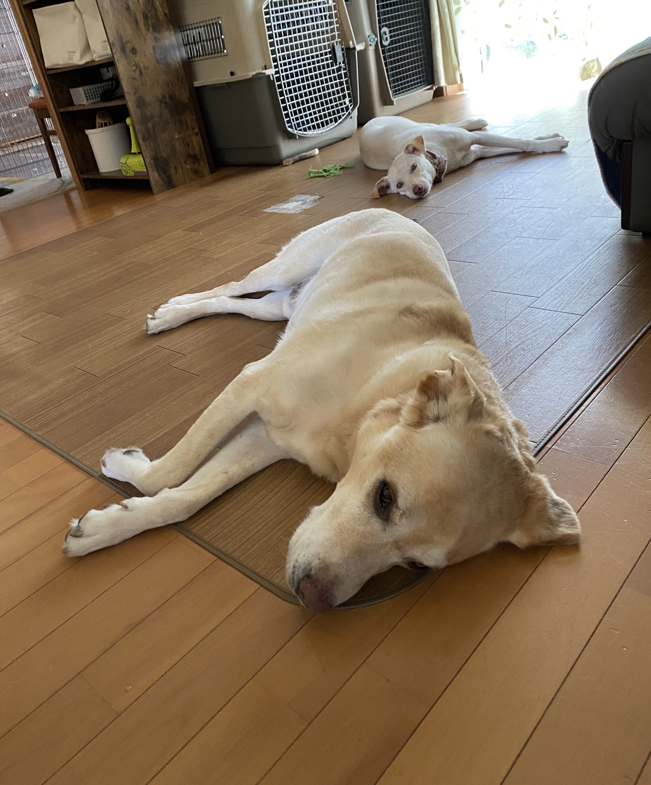 のびのび っと昼寝中 と 茨城センターの犬たち チャコまま 茨城 犬の里親探し 保護犬活動の個人ボランティア