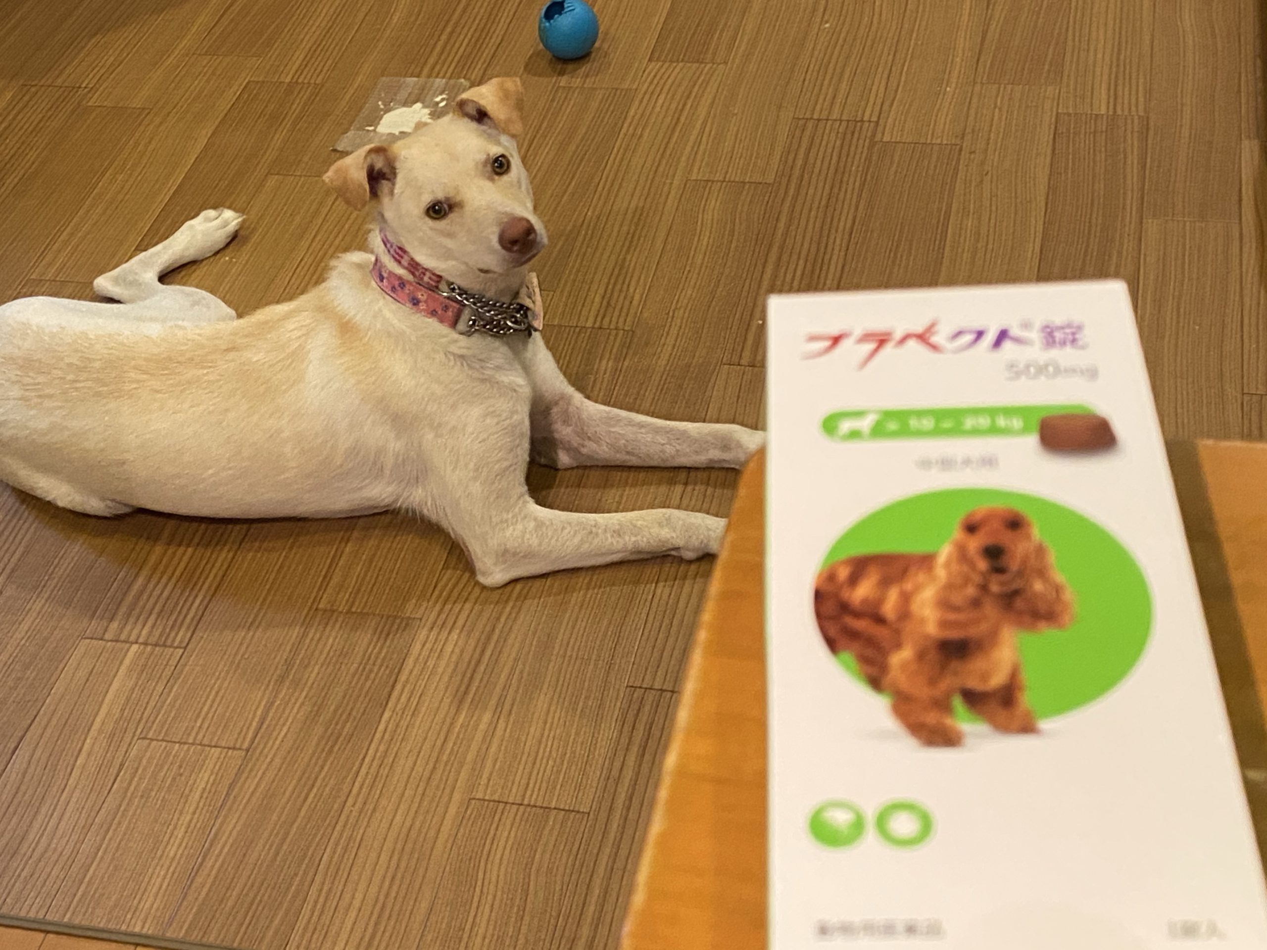 犬ニキビダニ治療 ３ヶ月の投薬が終わりました チャコまま 茨城 犬の里親探し 保護犬活動の個人ボランティア