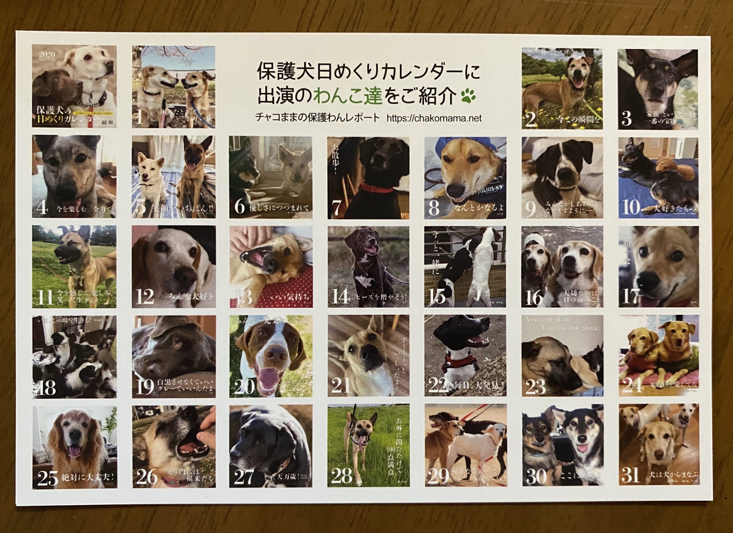デザイナーさんとの打合せはこんな風に進んでいます 日めくりカレンダー制作裏話 チャコまま 茨城 犬の里親探し 保護犬活動の個人ボランティア