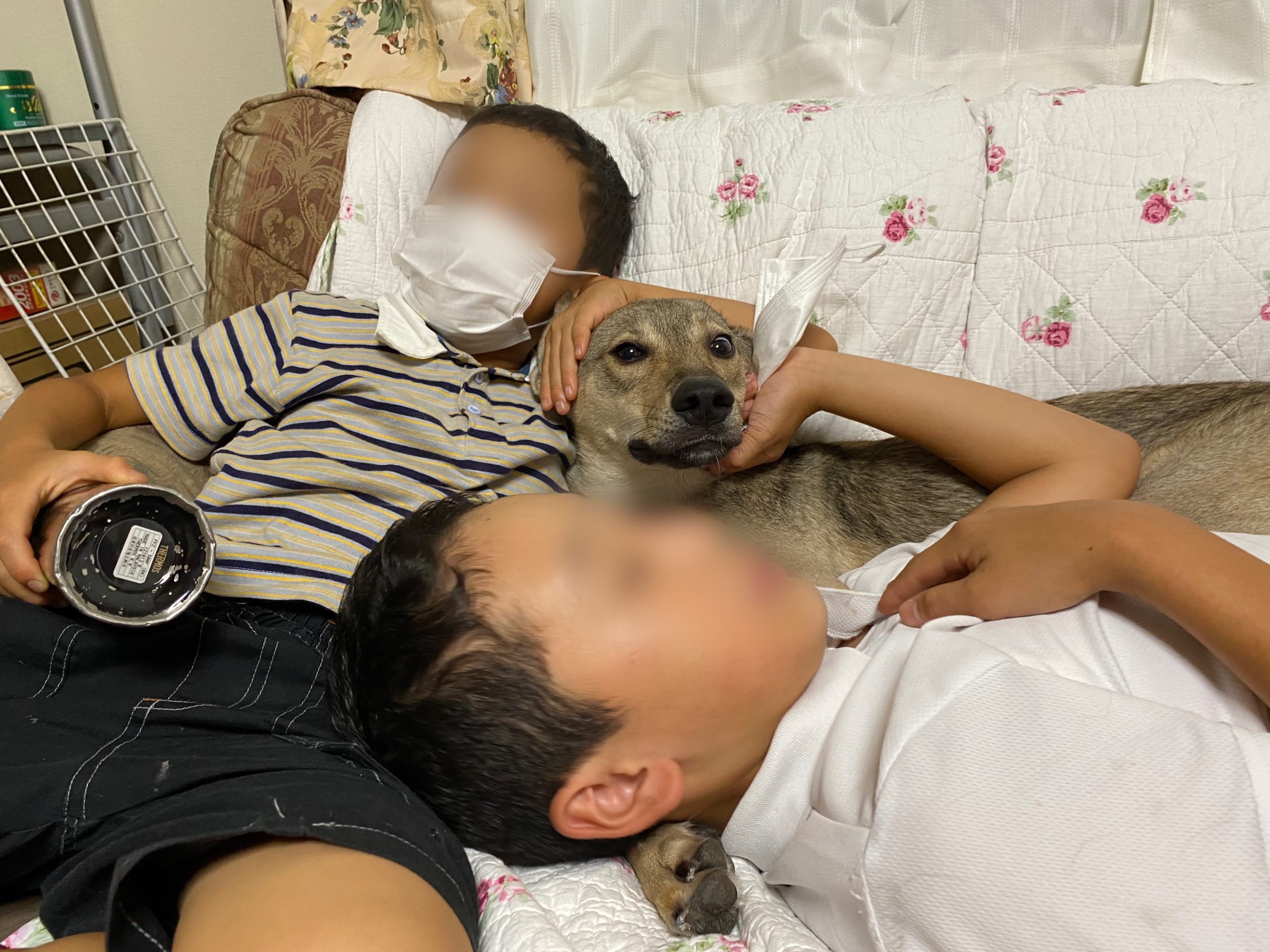訪問診療を受けました 冬青くん編 チャコまま 茨城 犬の里親探し 保護犬活動の個人ボランティア