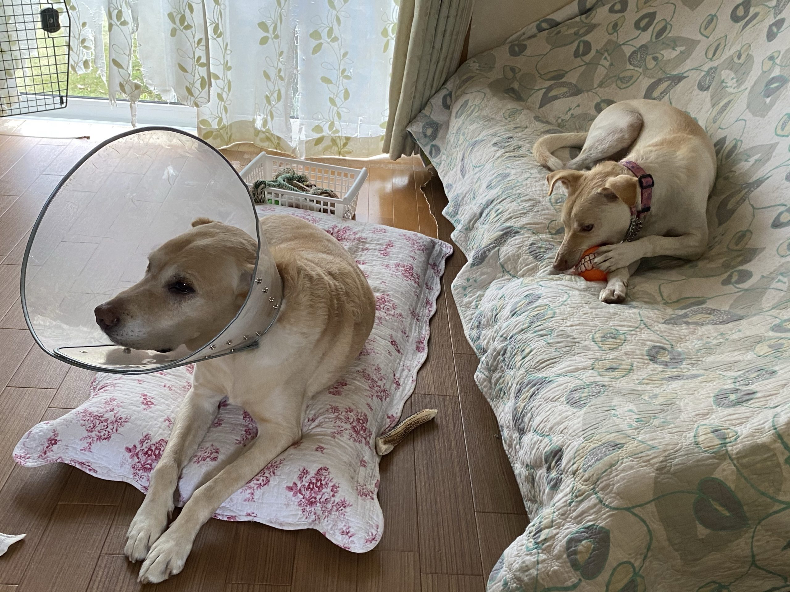 破壊されるのが嫌なら 犬は飼わない方がいい チャコまま 茨城 犬の里親探し 保護犬活動の個人ボランティア